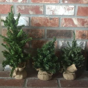 Mini Christmas trees.